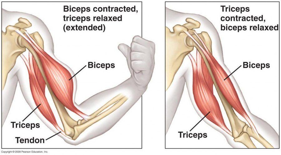 bicep and tricep muscles