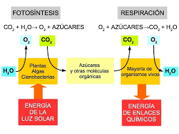 respiración celular - Grado 12 - Quizizz