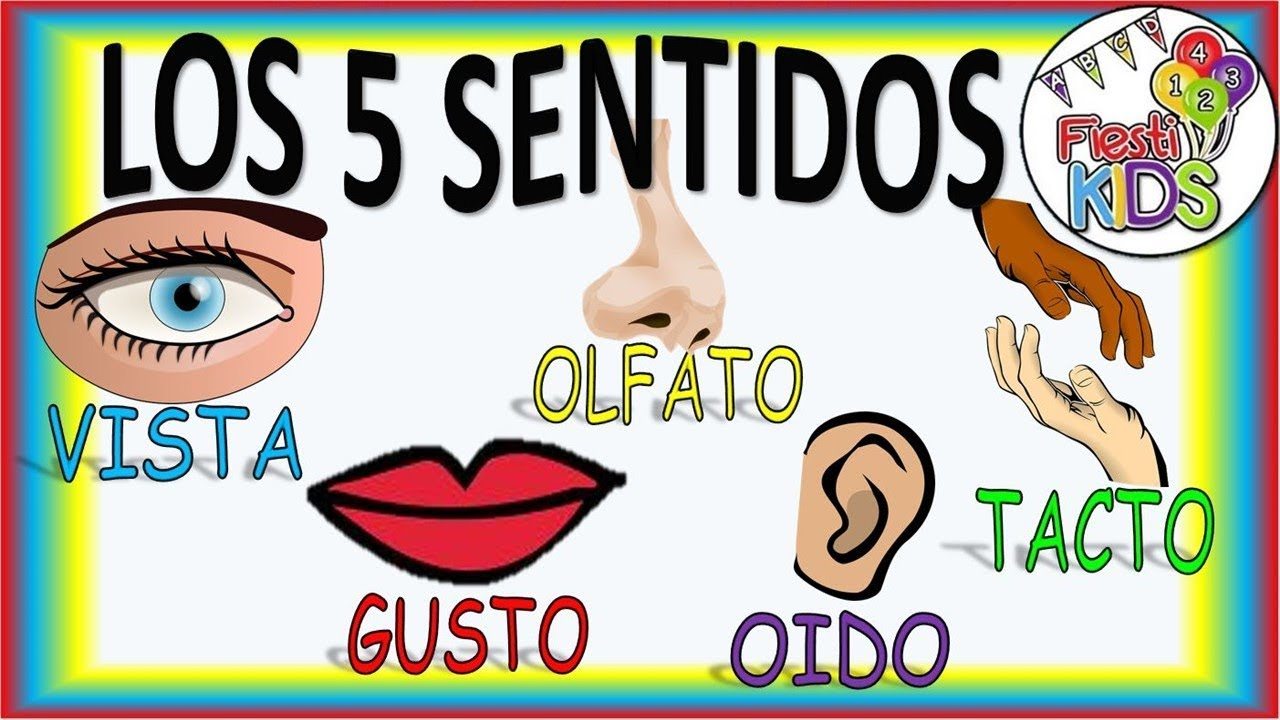 Los 5 Sentidos Tarjetas didácticas - Quizizz