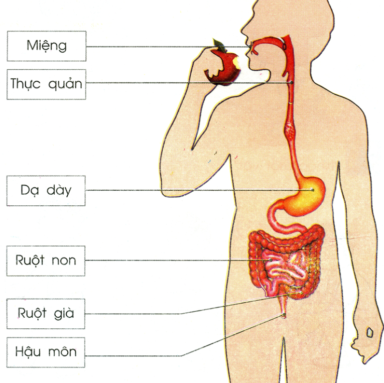 hệ thống tiêu hóa và bài tiết - Lớp 9 - Quizizz