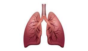 Respiratory System | Biology Quiz - Quizizz