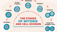 mitosis - Grado 12 - Quizizz