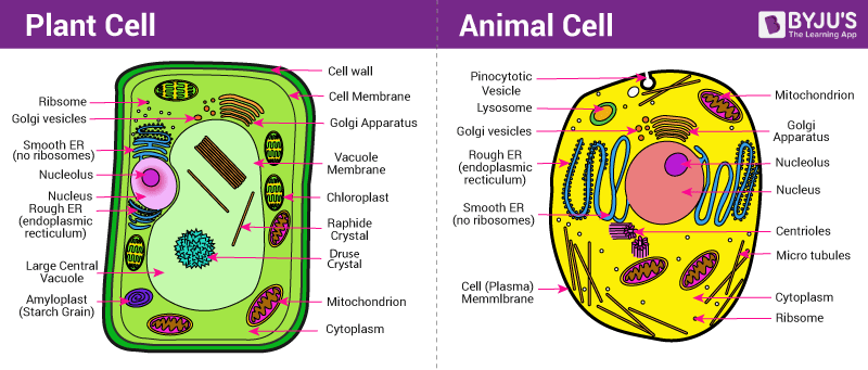 Plant And Animal Cells General Science Quiz Quizizz