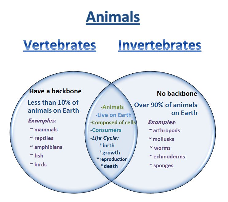 vertebrata dan invertebrata - Kelas 7 - Kuis