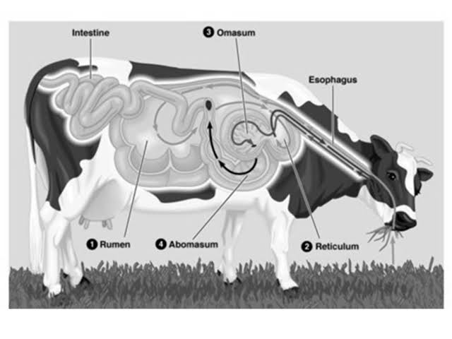 how-do-animals-obtain-their-nutrition-science-quizizz