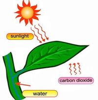 photosynthesis - Grade 8 - Quizizz