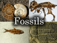 fosil - Kelas 9 - Kuis