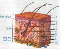 Phân số là bộ phận của một tập hợp - Lớp 8 - Quizizz