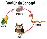 food chain Flashcards - Quizizz