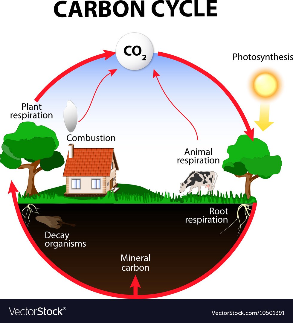 understanding-photosynthesis-and-cellular-respiration-worksheets-answers-style-worksheets