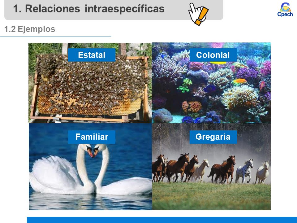 Porcentajes, proporciones y tasas - Grado 5 - Quizizz