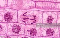 mitosis - Grado 11 - Quizizz