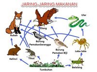 kesetimbangan kimia - Kelas 5 - Kuis