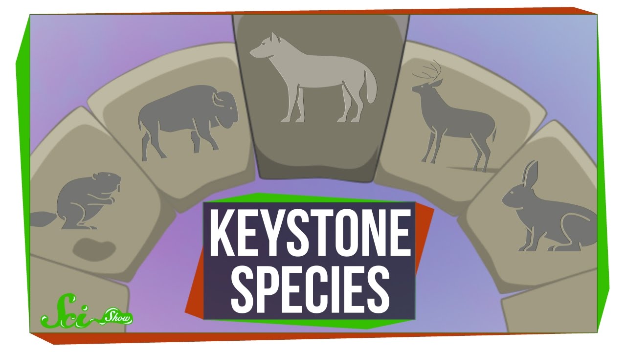 keystone-species-environment-quiz-quizizz