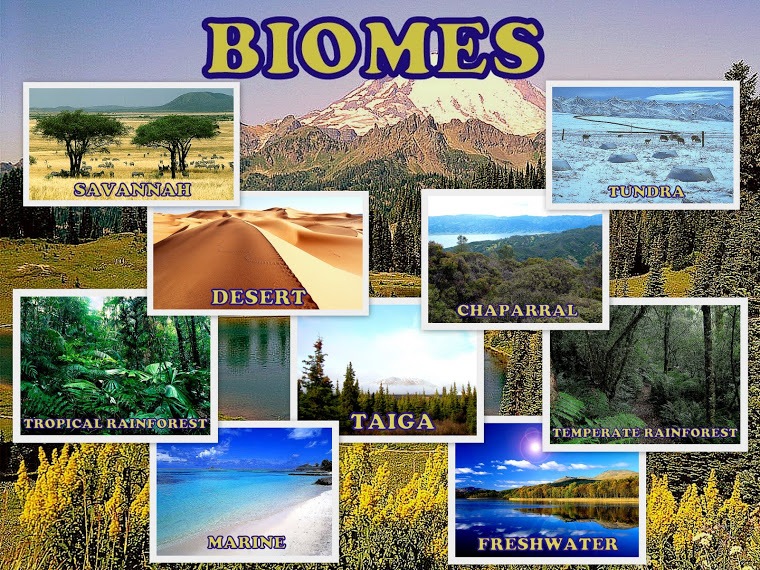 Quiz Ecosystems And Biomes Quizizz
