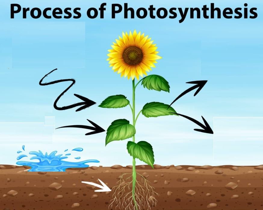 Photosynthesis | Science - Quizizz