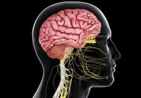 the nervous and endocrine systems - Class 12 - Quizizz