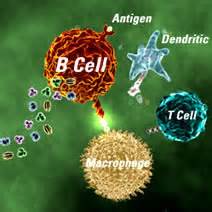 IMMUNOLOGY Quiz | 152 Plays | Quizizz