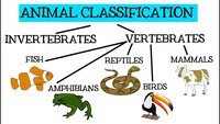 vertebrates and invertebrates - Class 9 - Quizizz