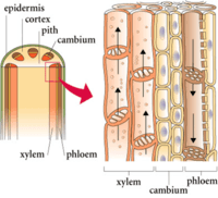 xylem tissue