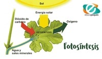 fotosíntesis - Grado 7 - Quizizz