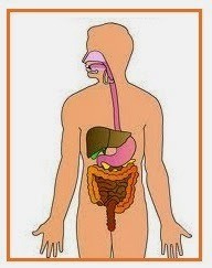 Digesty System Biology Quiz Quizizz