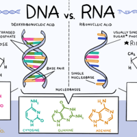 synteza rna i białek - Klasa 7 - Quiz