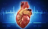 the circulatory and respiratory systems - Class 9 - Quizizz