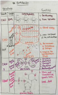 9a Biomolecules Biology Quiz Quizizz