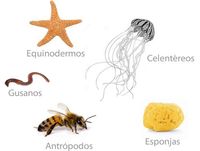 vertebrates and invertebrates - Grade 11 - Quizizz
