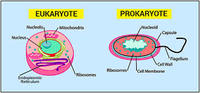 plant biology - Class 10 - Quizizz