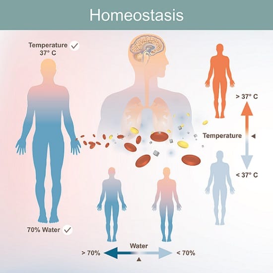 4.4 Quiz Homeostasis | 499 Plays | Quizizz