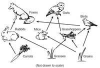 food chain - Class 9 - Quizizz