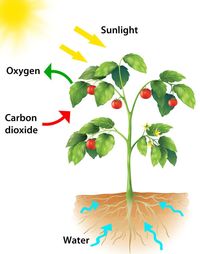 photosynthesis - Year 7 - Quizizz