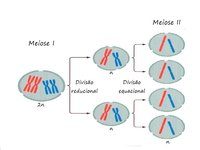 meiose - Série 11 - Questionário