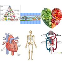 human biology - Year 3 - Quizizz