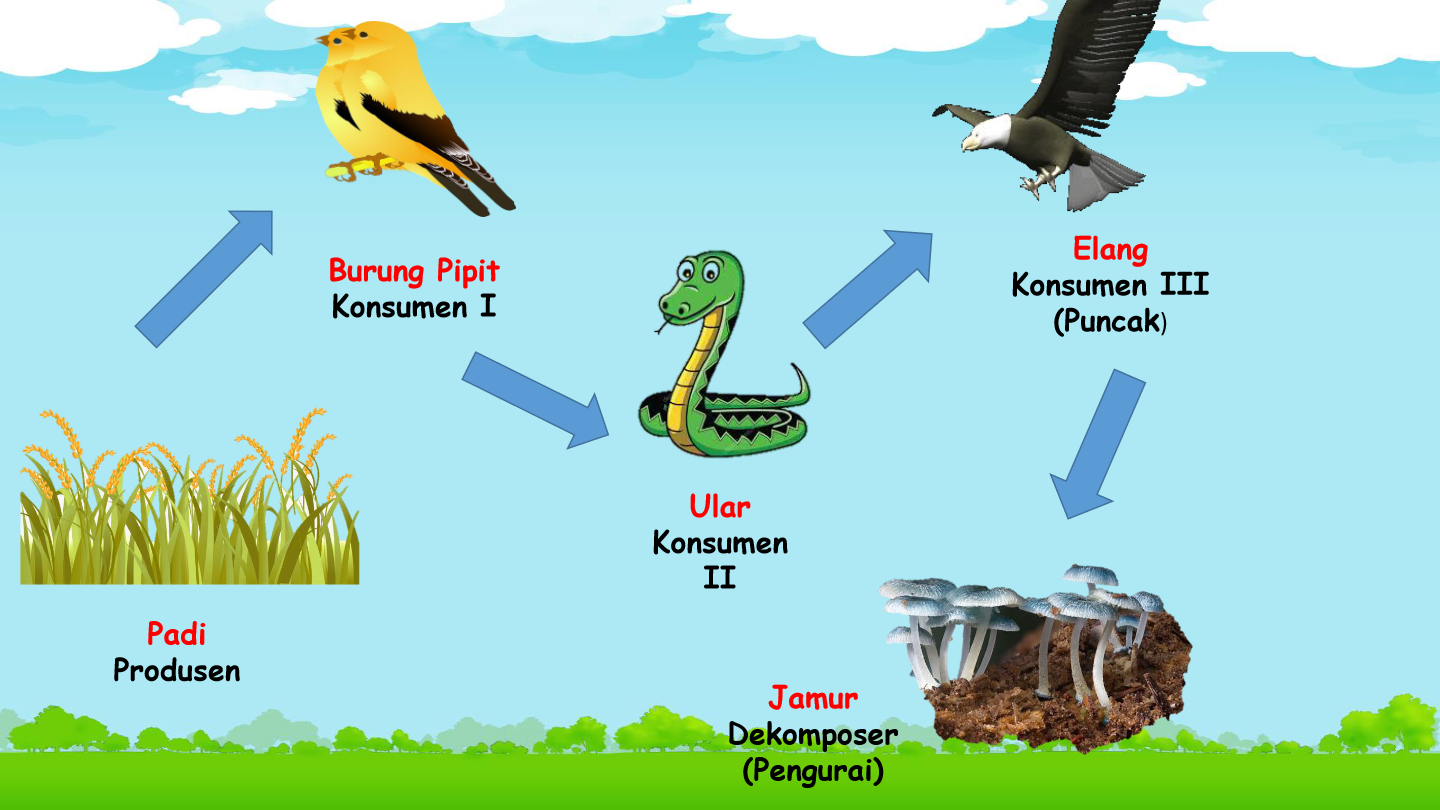 RANTAI MAKANAN Pertanyaan & Jawaban Untuk Kuis Dan Lembar Soal - Quizizz