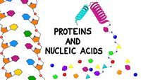 Amino Acids - Class 4 - Quizizz