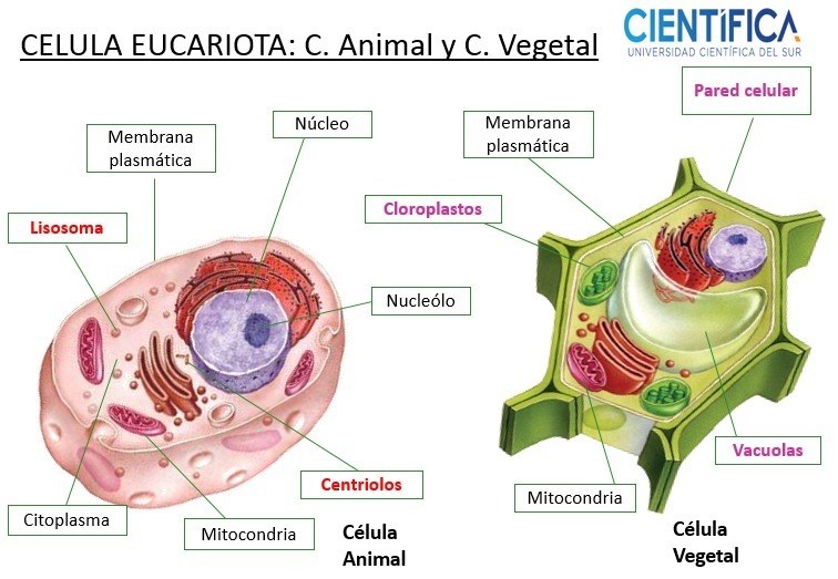 células animales y vegetales