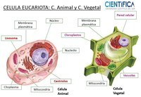 célula vegetal y animal - Grado 4 - Quizizz