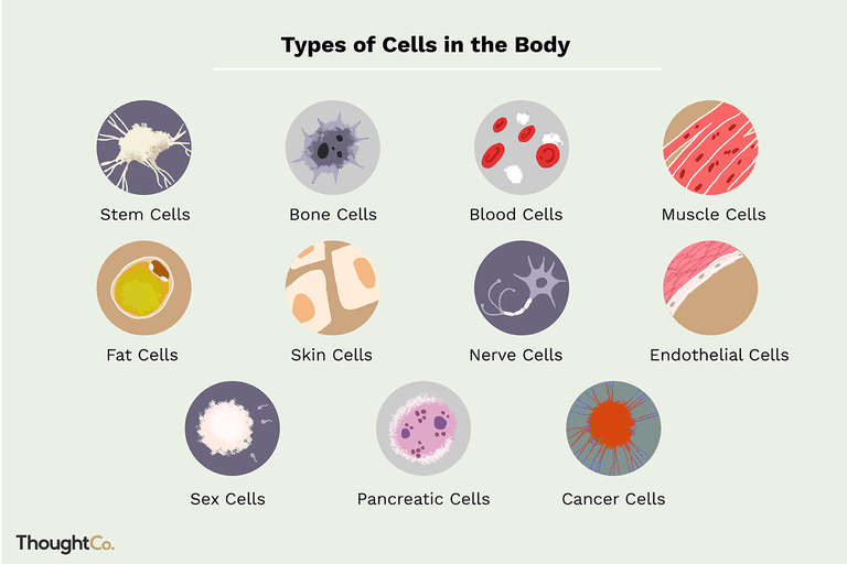 specialized-cells-biology-quiz-quizizz