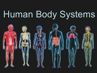 the nervous and endocrine systems - Class 8 - Quizizz