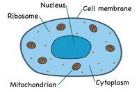 plant cell diagram - Year 7 - Quizizz