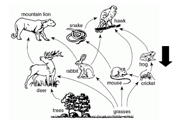 Analyzing Changes To Food Webs | Ecology Quiz - Quizizz