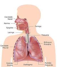 os sistemas circulatório e respiratório - Série 6 - Questionário