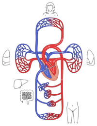 the circulatory and respiratory systems - Grade 1 - Quizizz