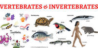 vertebrates and invertebrates - Class 6 - Quizizz