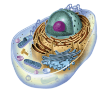 struktura komórki - Klasa 3 - Quiz