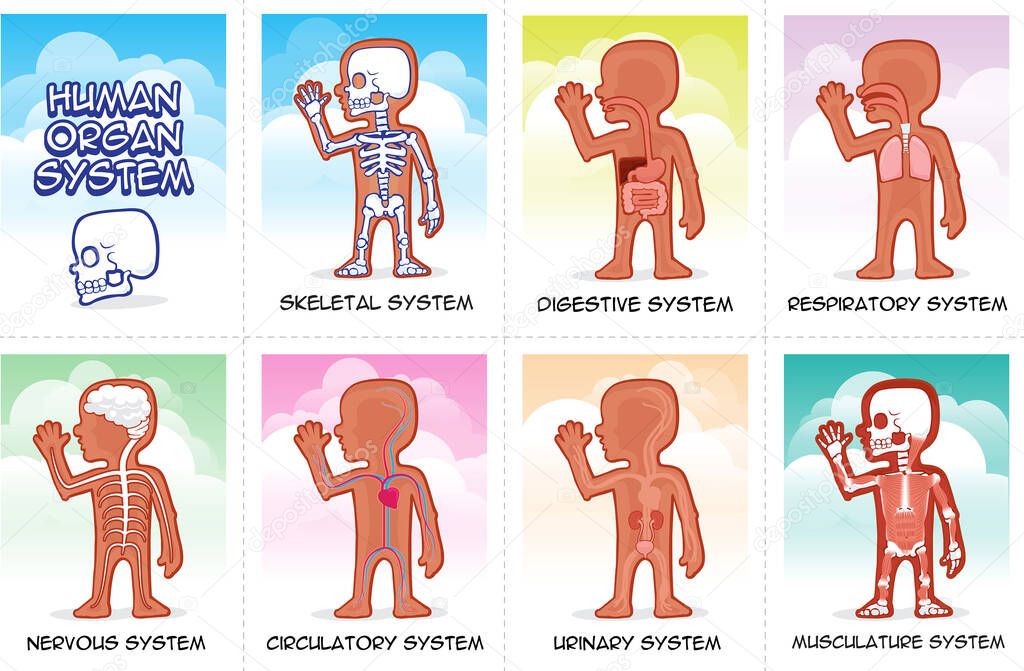 DIGESTIVE & RESPIRATORY SYSTEM