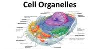 plant parts and their functions - Year 7 - Quizizz